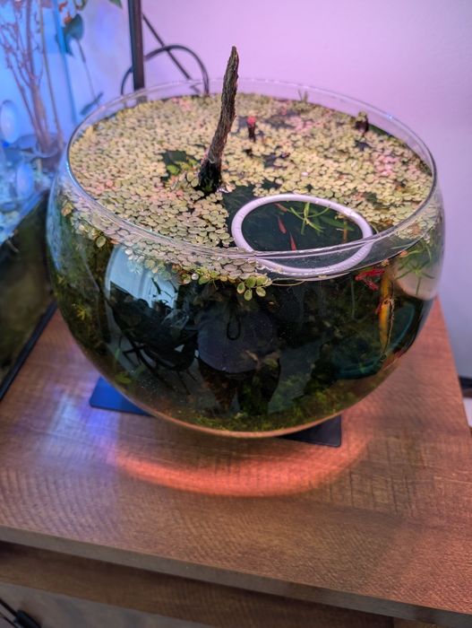 Pack plantas flutuantes