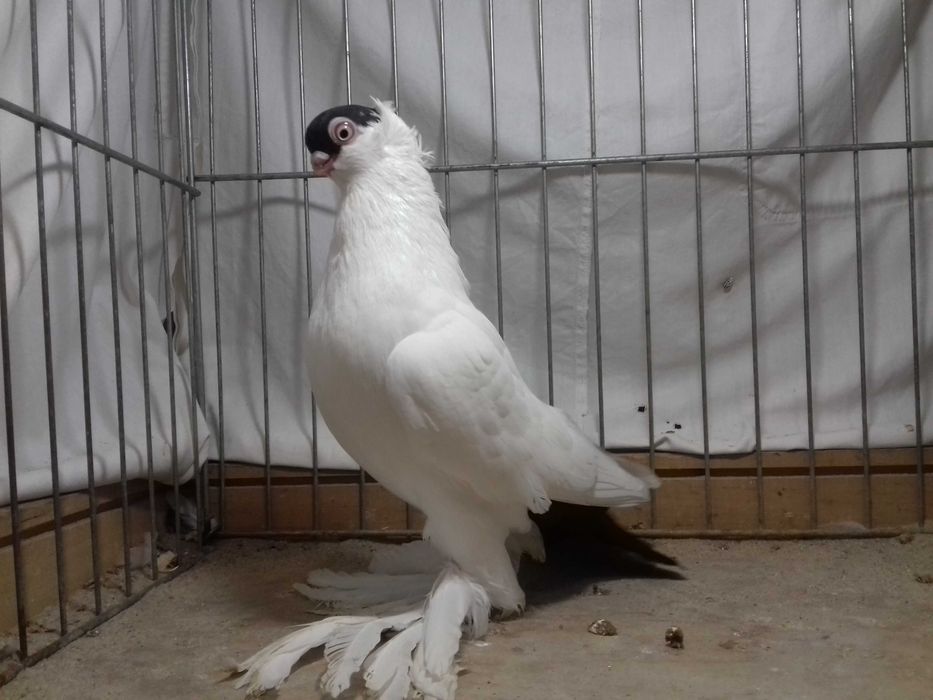 Krymek krymka krymki samiec z 2024 gołębie ozdobne