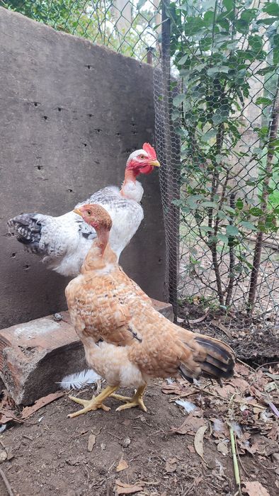 Casal galo galinha (frangos do campo)