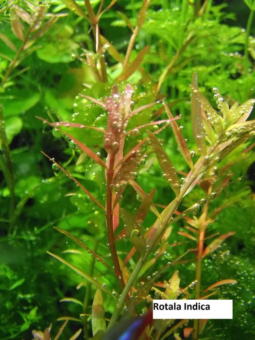 Zestaw roślin akwariowych  - 30 gat. na 1, 2 i 3 plan - wysyłka