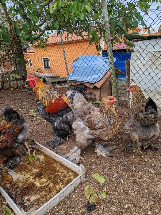 Ovos de Galinhas raça brahmas /Garnizes miniatura