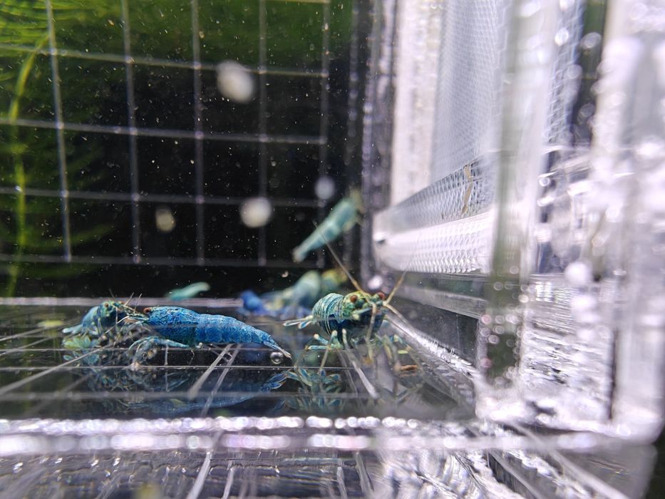 Krewetki Caridina Blue Bolt
