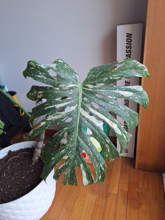 Monstera variegata