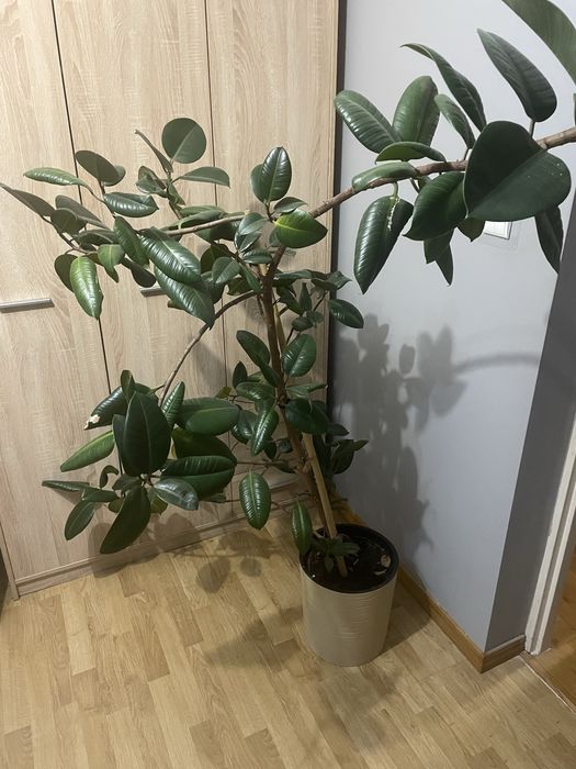 Fikus, figowiec sprężysty duży