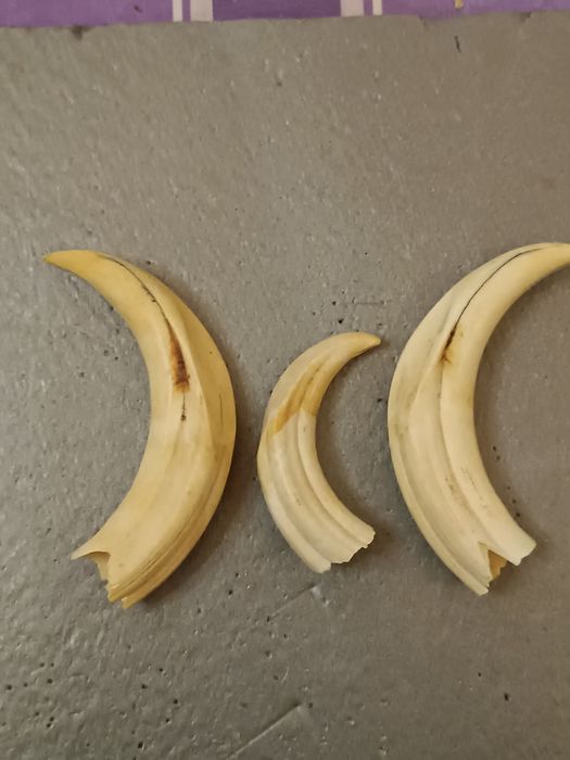 Dentes/presas javali