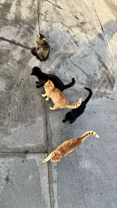 Котики у добрі руки