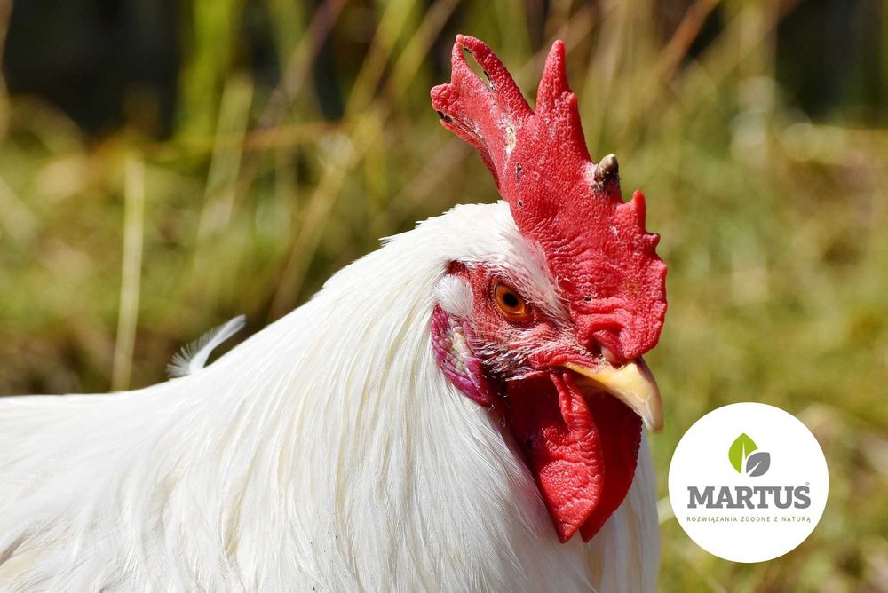 Kreda Pastewna  w Big Bag