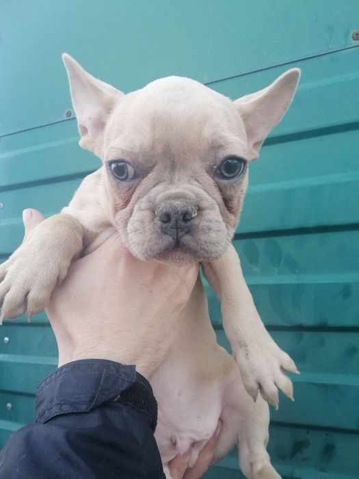 Французькі красунчики та красуні, різниго забарвлення