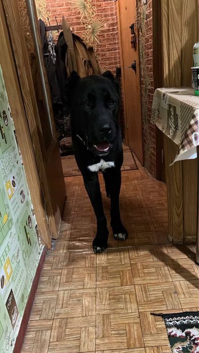 Отдам бесплатно САО