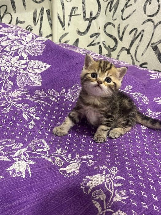 Скоттиш Страйт и Фолд