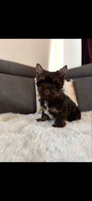 Czekoladowy samiec Yorkshire terrier