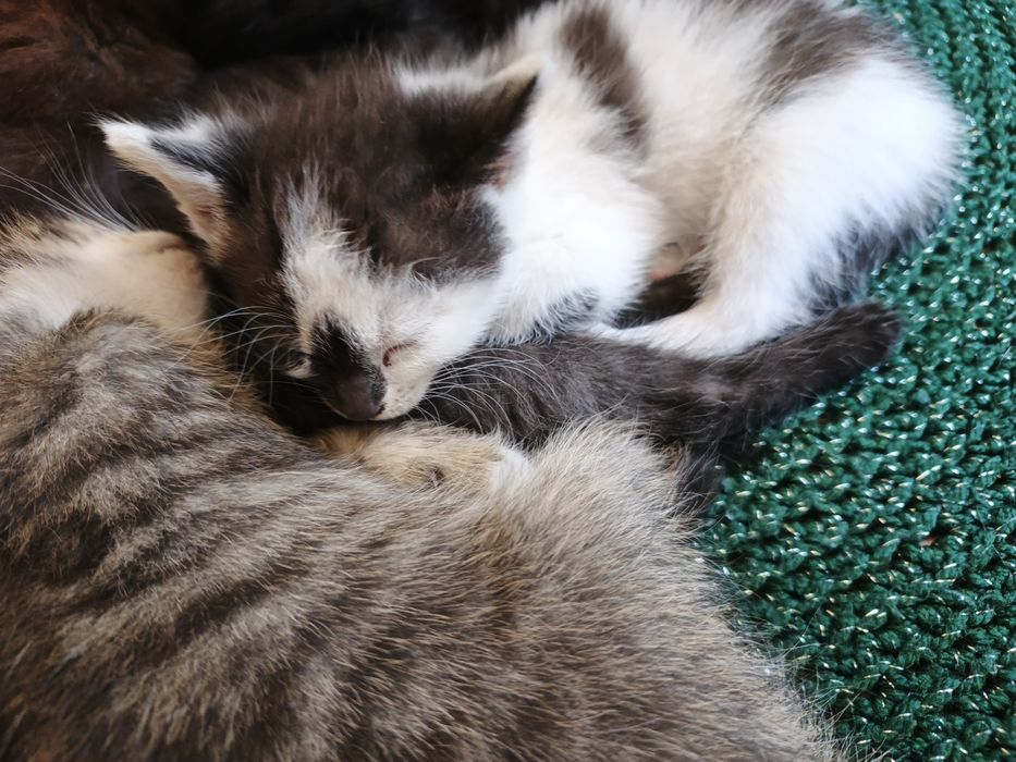 Отдам даром котят