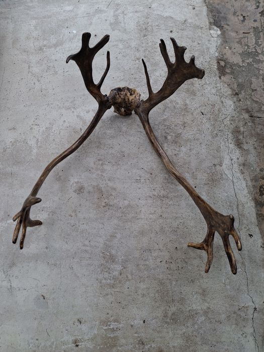 Рога  оленя чи лося