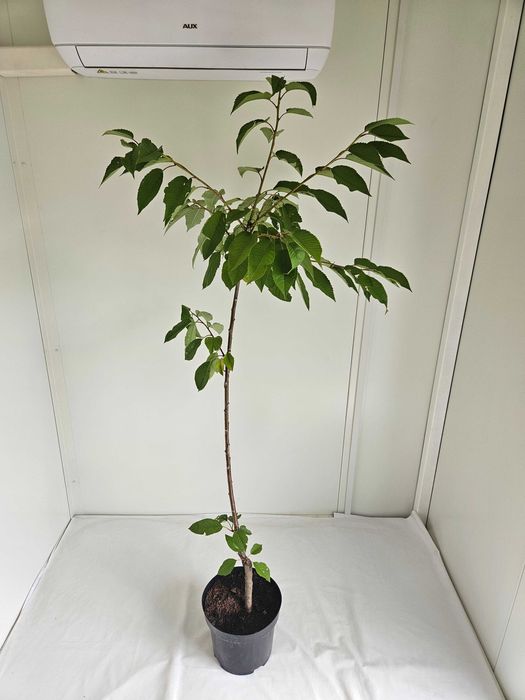 Czereśnia Repina 110cm drzewko owocowe C4 + nawóz gratis