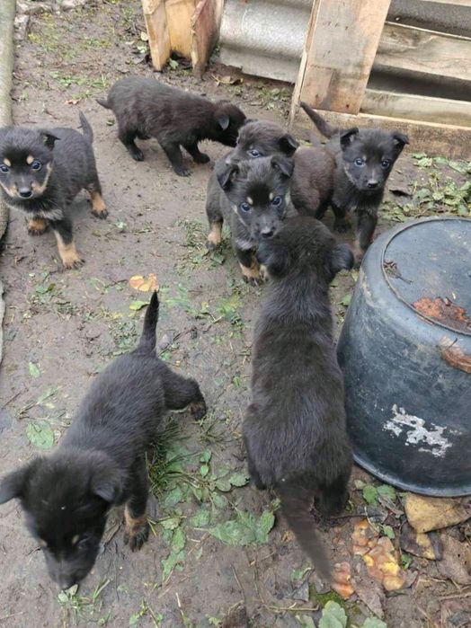 Допоможіть врятувати цуценят