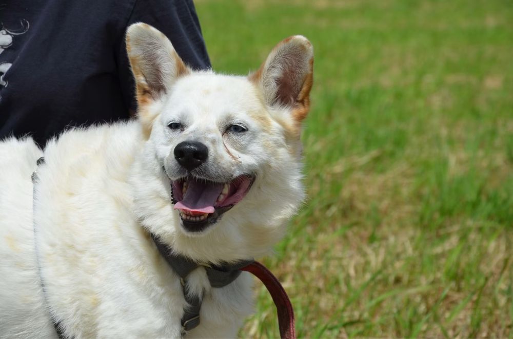Piekny jasny piesek Kacper szuka domu! Adopcja psa