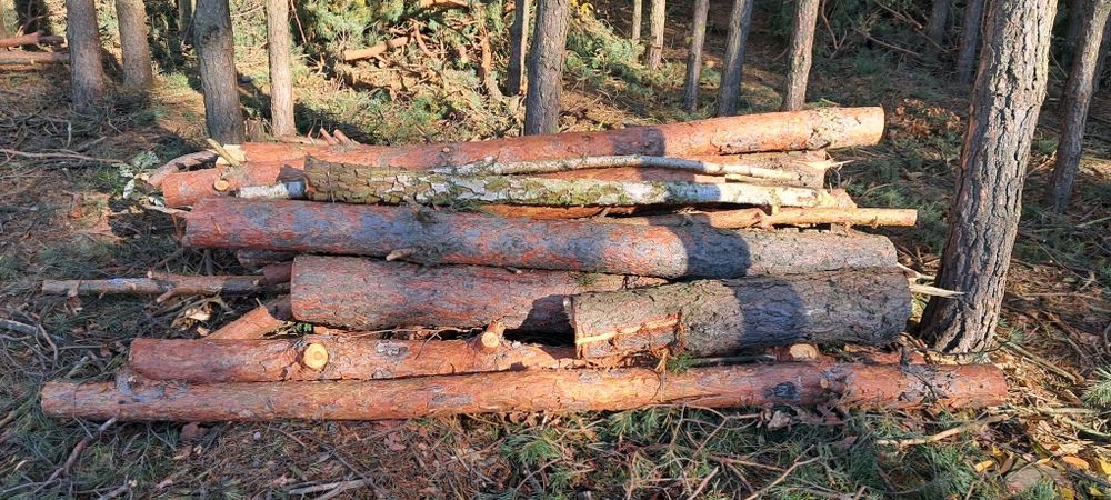 Sprzedam Drzewo Sosnowe Opałowe