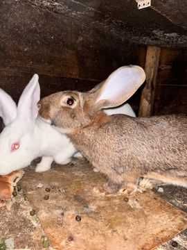 Продам кролів на розплід та на м'ясо
