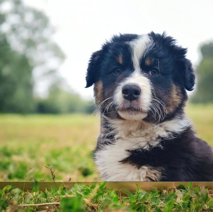 [FCI/ZKwP] Owczarek Australijski suczka (aussie black tri)