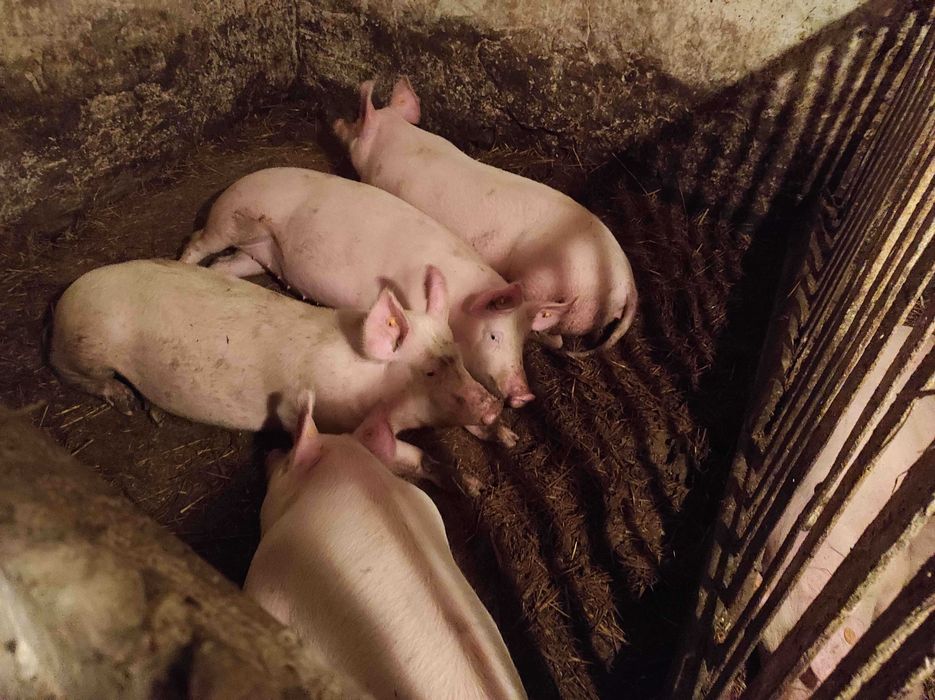 Świnia tucznik z własnego chowu na ubój