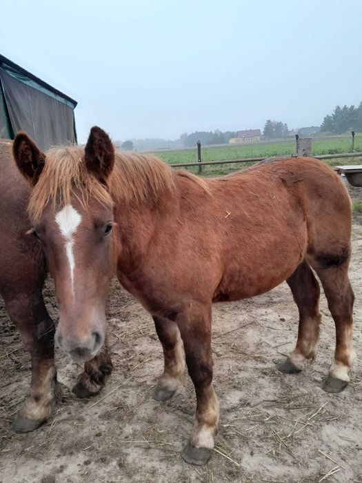 Ogierka rasy polski koń zimnokrwisty