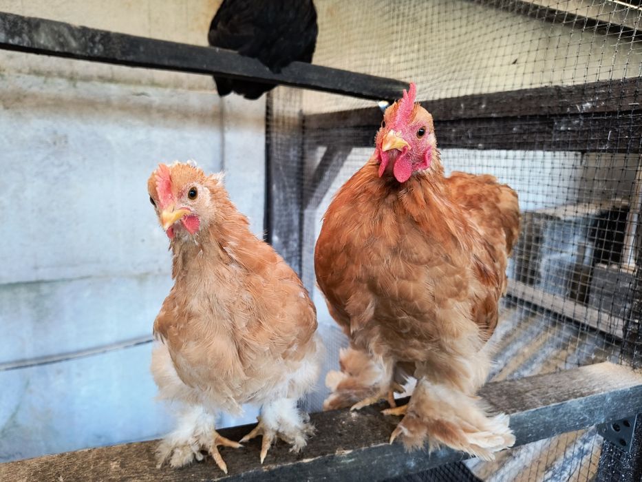 Kochin miniaturowy jaja lęgowe