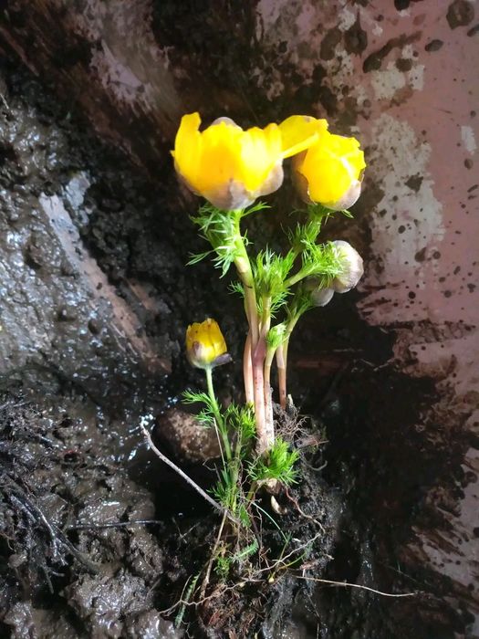 Продам Адоніс та Сапи