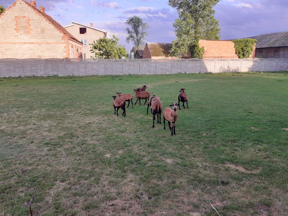 Owce kamerunskie