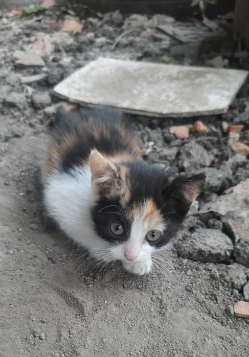 Кошенята шукають сім'ю