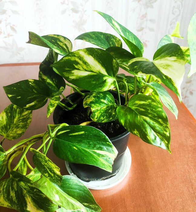 Filodendron pnący Epipremnum ‘Hicolor’ zwane również ‘Golden Queen’