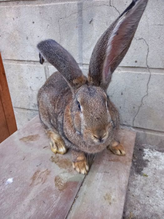 Продам кролі молоді.