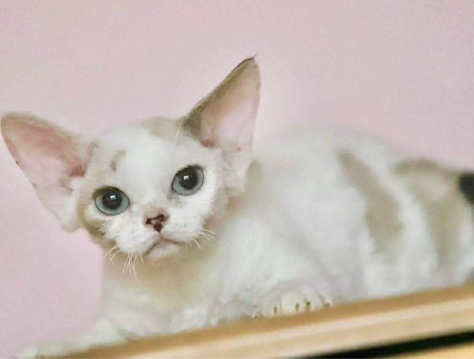 Хлочики породи девон рекс в добрі руки.