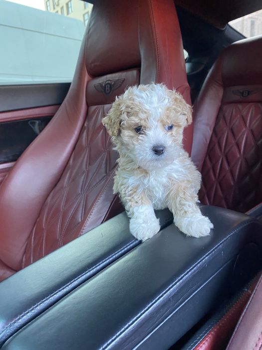 Мальтипу  vip якості