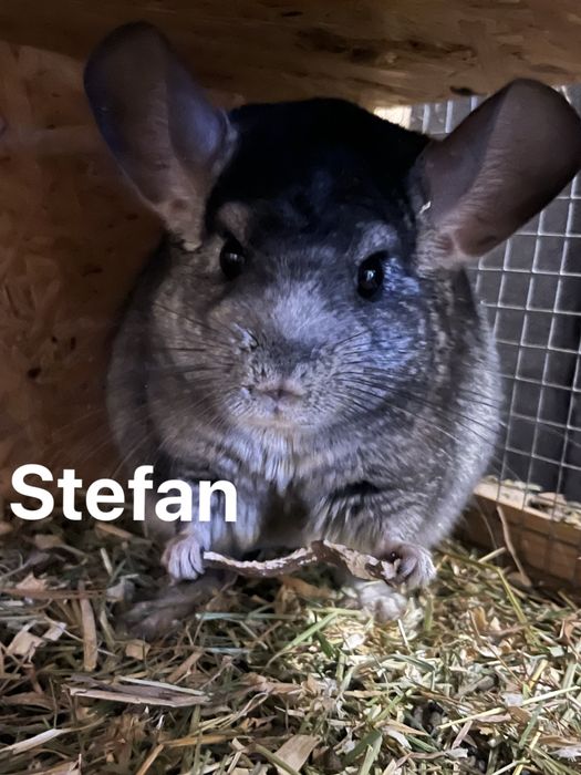 Dwie szynszyle do adopcji