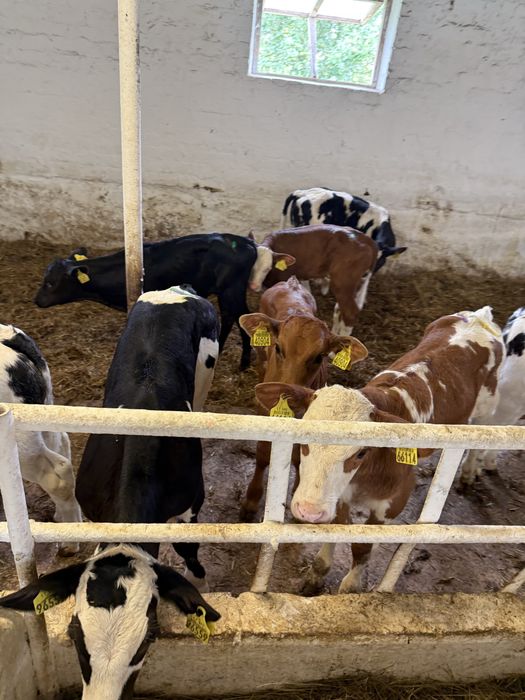 Byki i jalowki na stalej paszy