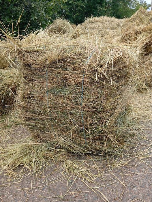 Продам сіно тюковане
