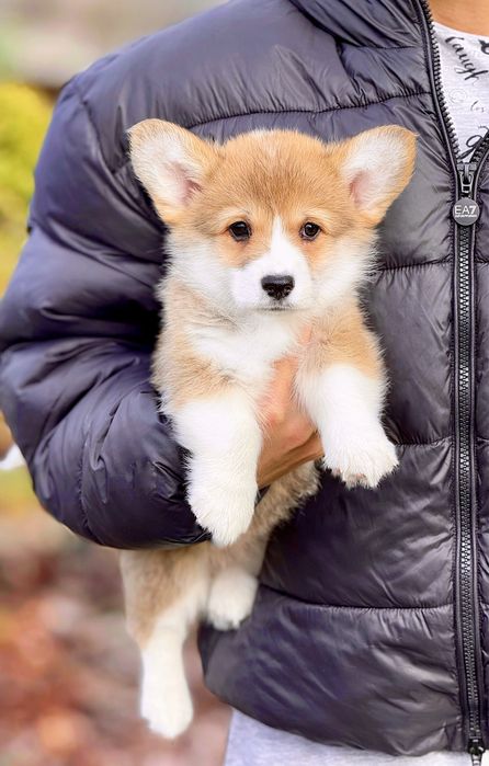 Вельш корги пемброк