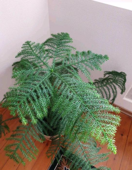 Шикарна Араукарія