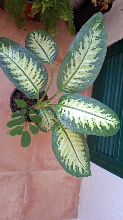 Dieffenbachia e lirio da paz