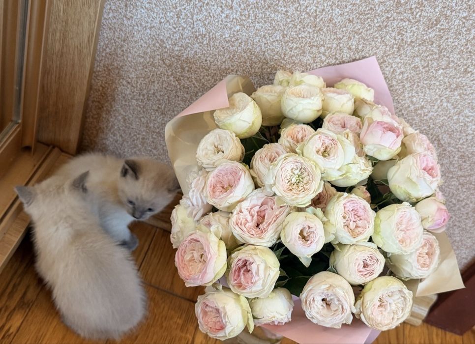 Сіамське кошеня