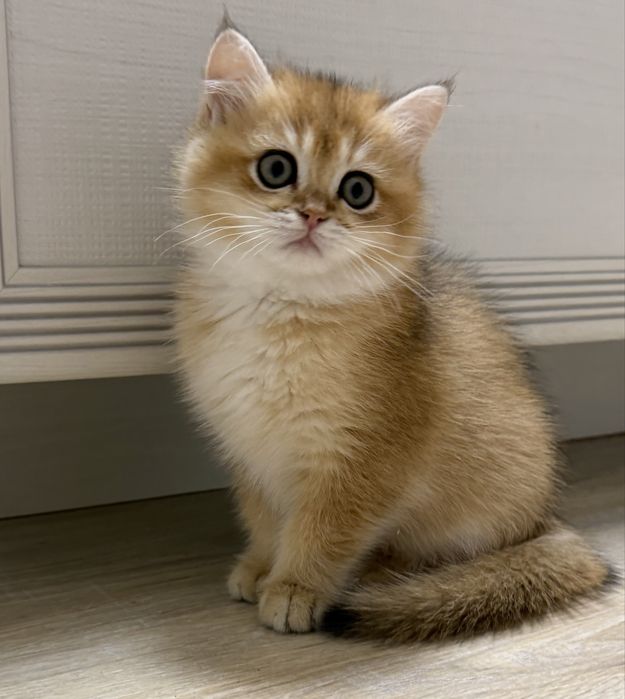 Кошенята  британська золота шиншила. 2,5 місяця