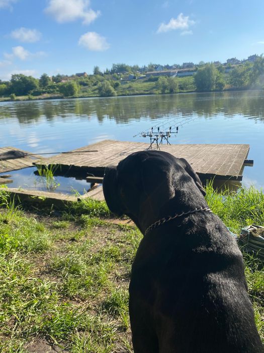 Мальчик кане корсо для вязки