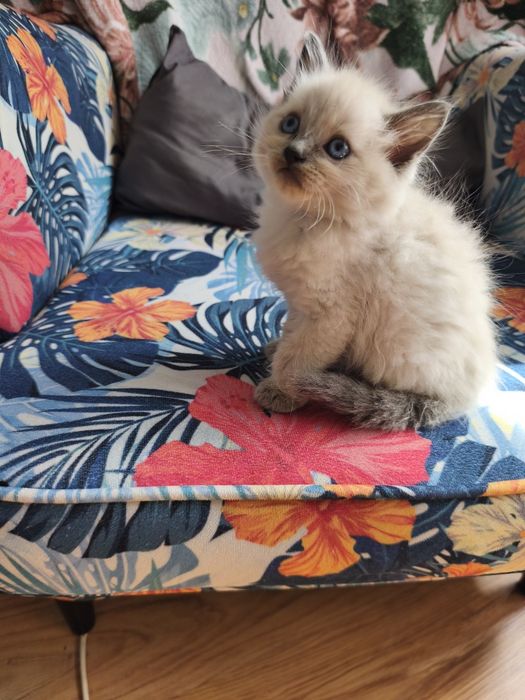 Kociaki kot kotka Ragdoll