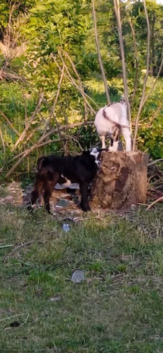 Від доброї кізоньки.