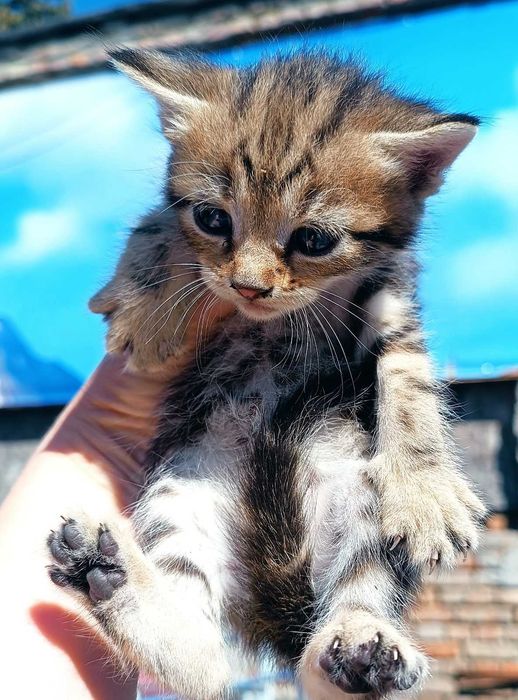 Котята маленькие бесплатно. Котенок отдам даром. Кот. Кошка.