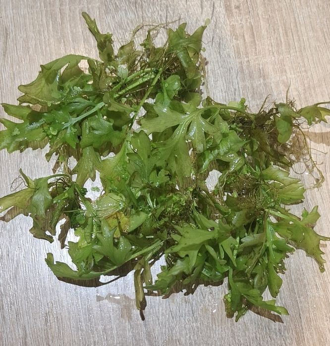 Paproć wodna różdżyca pospolita