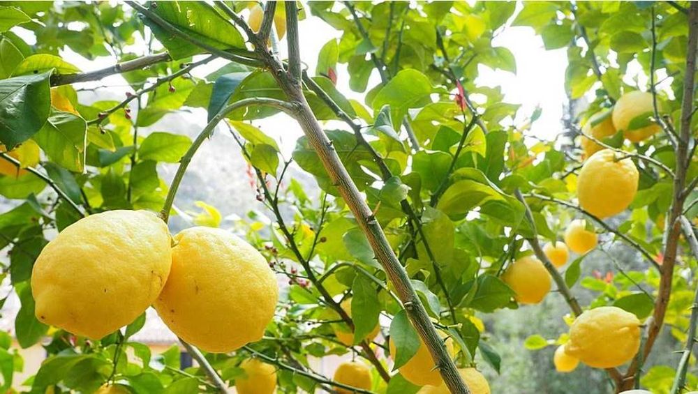 Limão, cebolas, abobora manteiga. Biológico