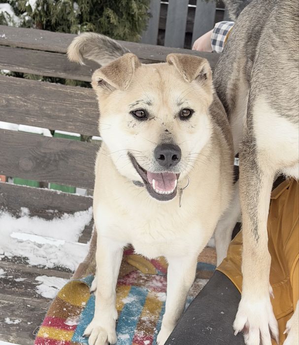 Собака  врятована зі Словʼянська