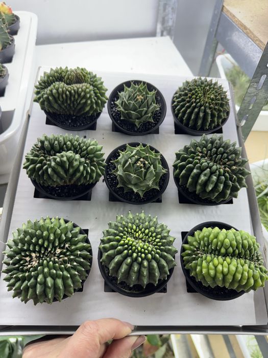 Сукуленти гастерія хавортія Haworthia Сукуленти Трунката