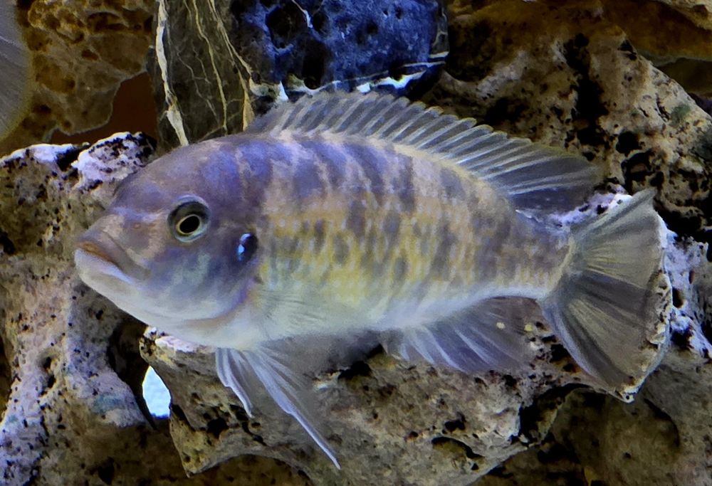 Peixes Ciclideos Africanos Varios